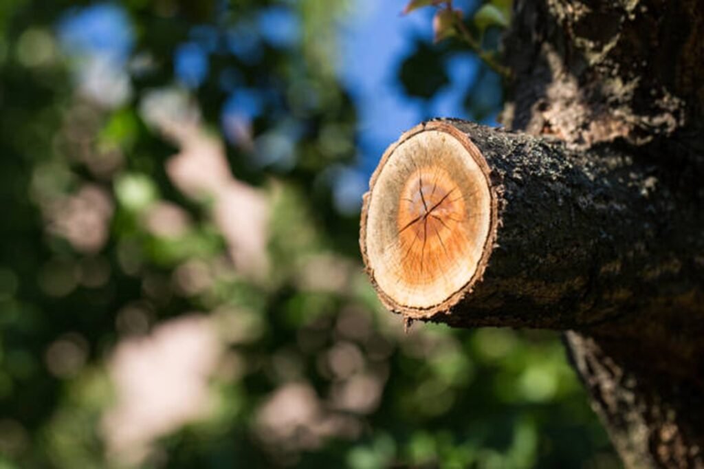 Freshly pruned tree branch showing clean, professional cuts made during expert tree trimming and pruning services by Ironwood Tree Service